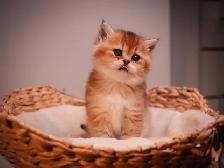 ✨British Shorthair Kittens✨ - Photo 8