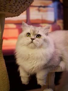 ✨British Shorthair Kittens✨ - Photo 9