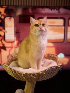 ✨British Shorthair Kittens✨ - Photo 10