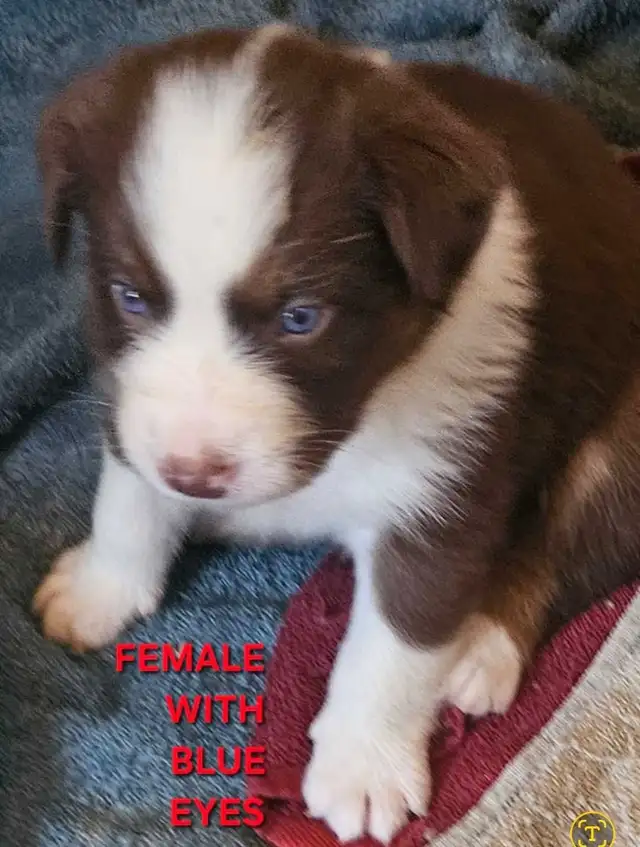 BEAUTIFUL AUSTRALIAN SHEPHERD PUPS