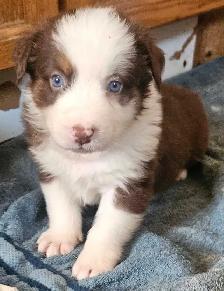 BEAUTIFUL AUSTRALIAN SHEPHERD PUPS - Photo 2