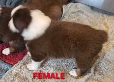 BEAUTIFUL AUSTRALIAN SHEPHERD PUPS - Photo 3