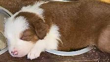 BEAUTIFUL AUSTRALIAN SHEPHERD PUPS - Photo 7