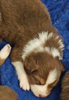 BEAUTIFUL AUSTRALIAN SHEPHERD PUPS - Photo 9