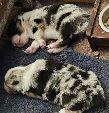 BEAUTIFUL AUSTRALIAN SHEPHERD PUPS - Photo 10
