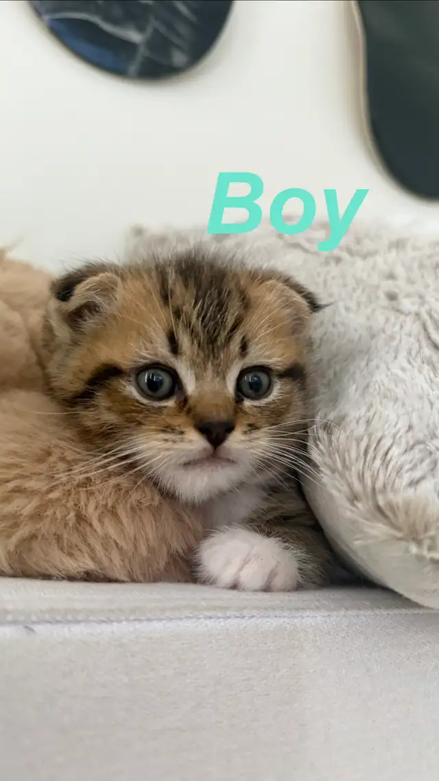 Scottish fold X Ragdoll kittens