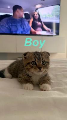 Scottish fold X Ragdoll kittens - Photo 3