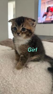 Scottish fold X Ragdoll kittens - Photo 5