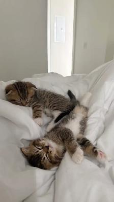 Scottish fold X Ragdoll kittens - Photo 6