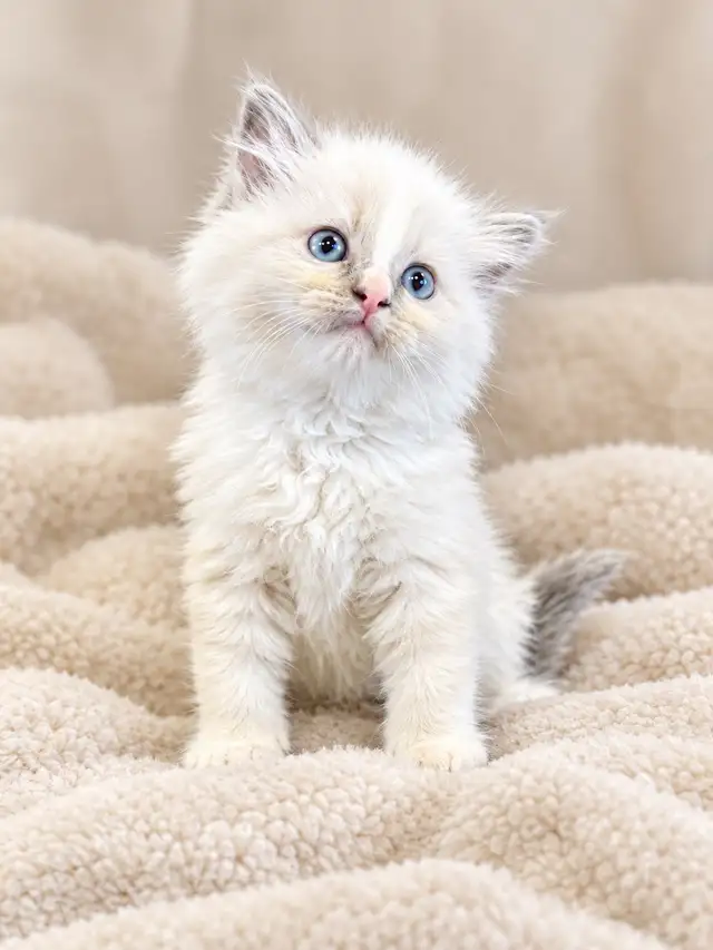 Ragdoll Kittens Blue Mitted and Bi-Colour