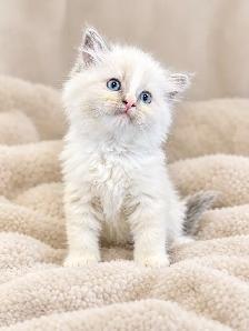 Ragdoll Kittens Blue Mitted and Bi-Colour