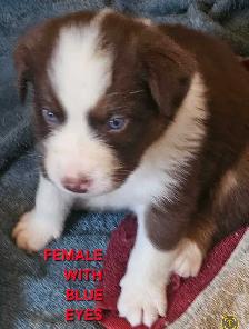 BEAUTIFUL AUSTRALIAN SHEPHERD PUPS