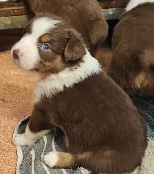 BEAUTIFUL AUSTRALIAN SHEPHERD PUPS - Photo 4
