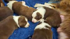 BEAUTIFUL AUSTRALIAN SHEPHERD PUPS - Photo 5