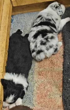 BEAUTIFUL AUSTRALIAN SHEPHERD PUPS - Photo 6