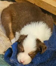 BEAUTIFUL AUSTRALIAN SHEPHERD PUPS - Photo 8