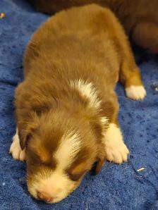 BEAUTIFUL AUSTRALIAN SHEPHERD PUPS - Photo 10