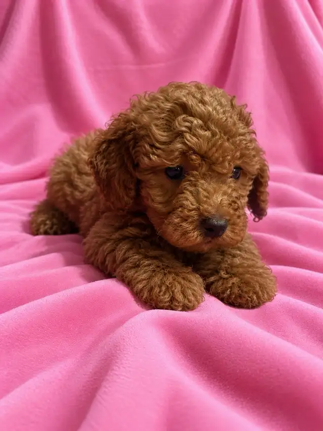 toy / miniature poodle puppies / caniche chiots