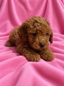 toy / miniature poodle puppies / caniche chiots