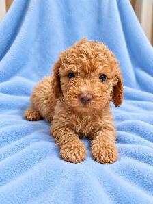 toy / miniature poodle puppies / caniche chiots - Photo 2