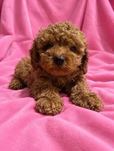 toy / miniature poodle puppies / caniche chiots - Photo 3