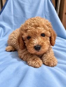 toy / miniature poodle puppies / caniche chiots - Photo 4