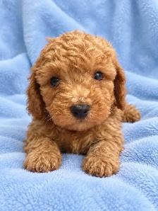 toy / miniature poodle puppies / caniche chiots - Photo 5