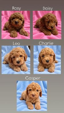 toy / miniature poodle puppies / caniche chiots - Photo 6