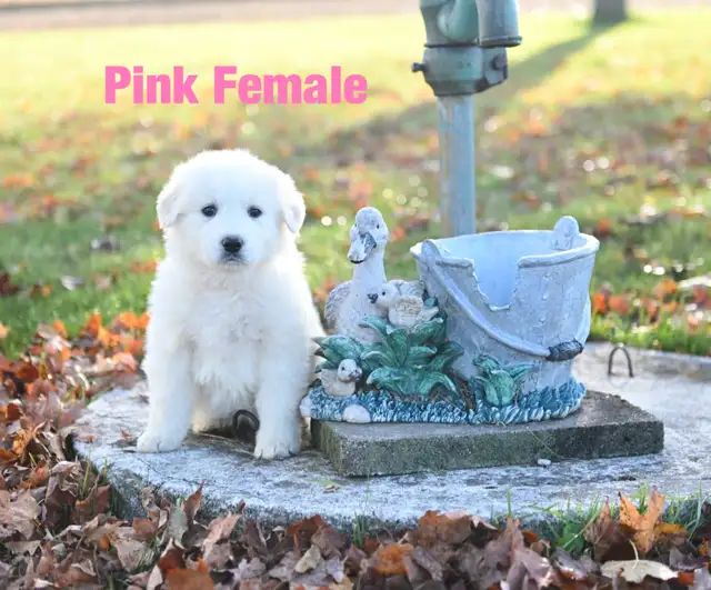Great Pyrenees Puppies