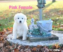 Great Pyrenees Puppies