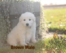Great Pyrenees Puppies - Photo 2