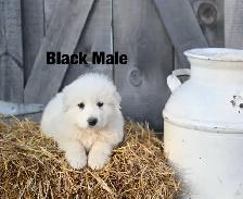 Great Pyrenees Puppies - Photo 3