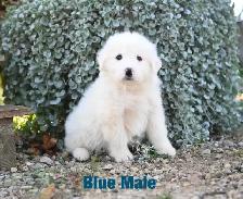 Great Pyrenees Puppies - Photo 4
