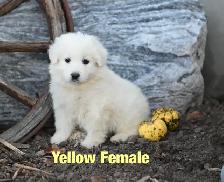 Great Pyrenees Puppies - Photo 5