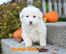 Great Pyrenees Puppies - Photo 6