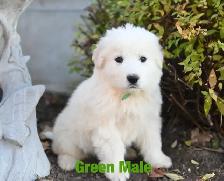 Great Pyrenees Puppies - Photo 7
