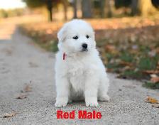 Great Pyrenees Puppies - Photo 8