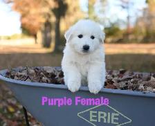 Great Pyrenees Puppies - Photo 9