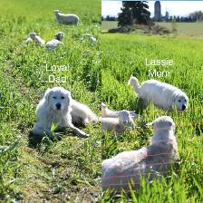 Great Pyrenees Puppies - Photo 10