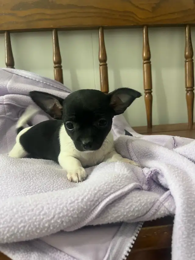 chihuahua puppies