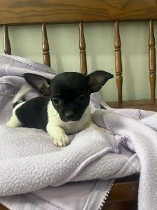 chihuahua puppies