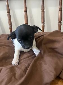 chihuahua puppies - Photo 2