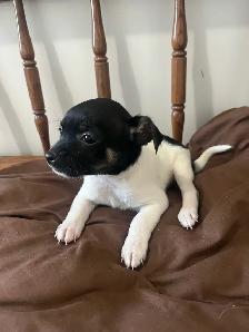 chihuahua puppies - Photo 3
