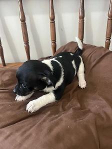 chihuahua puppies - Photo 4