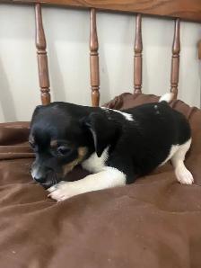 chihuahua puppies - Photo 5