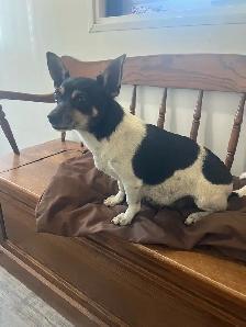 chihuahua puppies - Photo 6