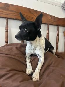 chihuahua puppies - Photo 7