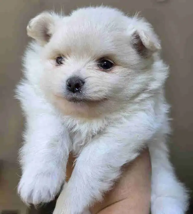 Toy Pom Male