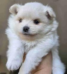 Toy Pom Male