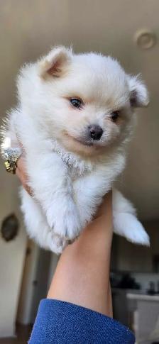 Toy Pom Male - Photo 2